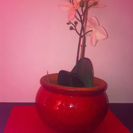 Zerbini *
